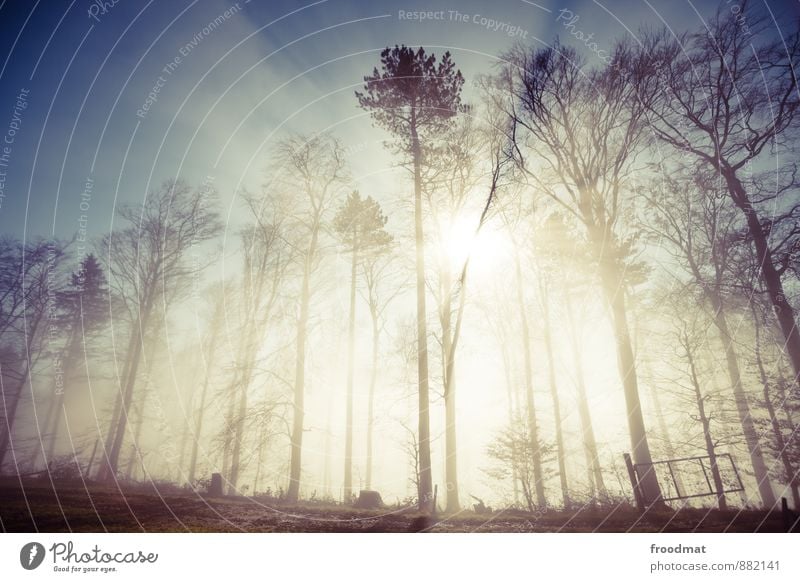 Durchblick Umwelt Natur Landschaft Herbst Winter Wetter Schönes Wetter Nebel Baum Wald außergewöhnlich bedrohlich gruselig hell kalt natürlich positiv trist