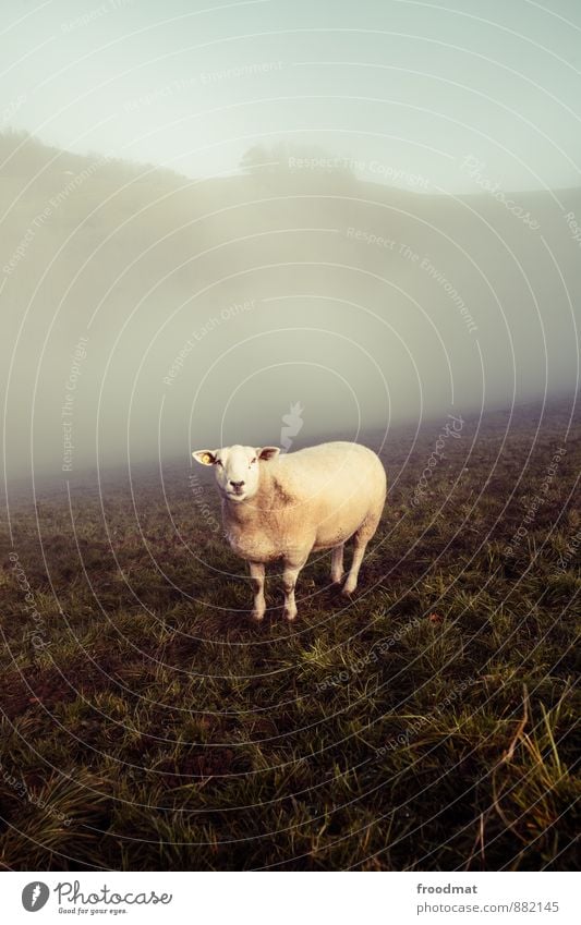 Schaf Natur Tier Herbst Nebel Wiese Nutztier 1 Fressen Blick kalt Neugier retro trist Stimmung Gelassenheit ruhig Einsamkeit Umwelt Wolle Nostalgie Farbfoto