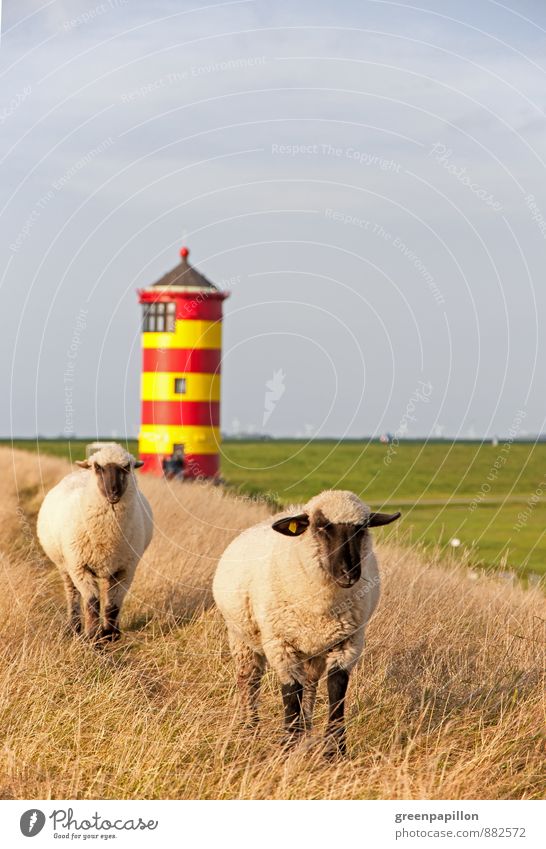 Mähfritzen vorm Pilsumer Leuchtturm Fahrradtour Ferien & Urlaub & Reisen Ausflug Meer Landschaft Frühling Sommer Herbst Wiese Küste Nordsee Deich Greetsiel