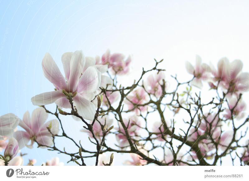 Magnolienbaum  Nr.1 Magnoliengewächse Baum Blüte weiß Frühling Frühlingstag schön Himmel Ast roamantisch