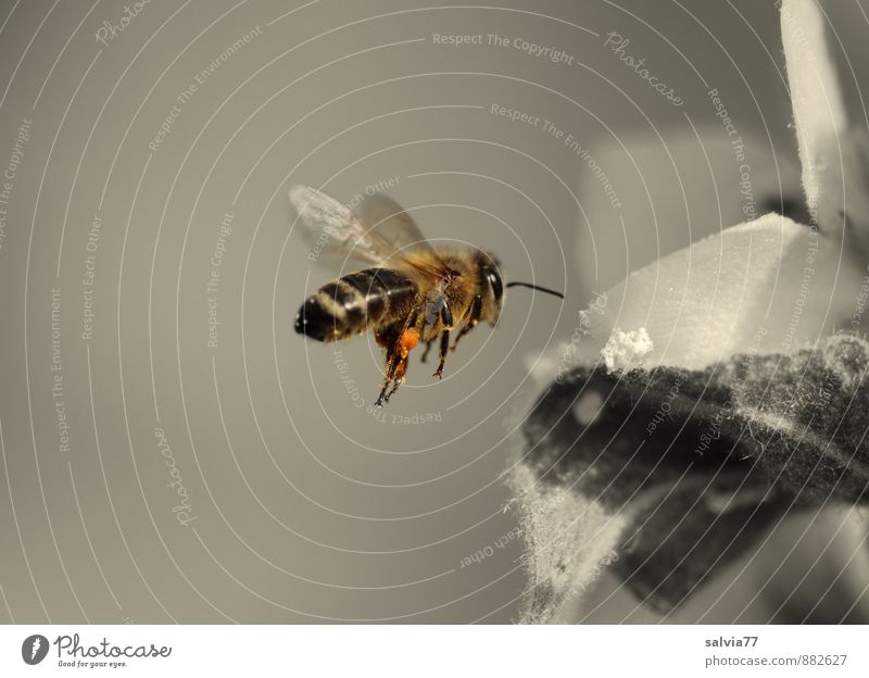 Pollen sammeln Natur Pflanze Tier Frühling Sommer Blume Blatt Blüte Nutztier Biene 1 Blühend Duft fliegen ästhetisch klein braun grau Frühlingsgefühle