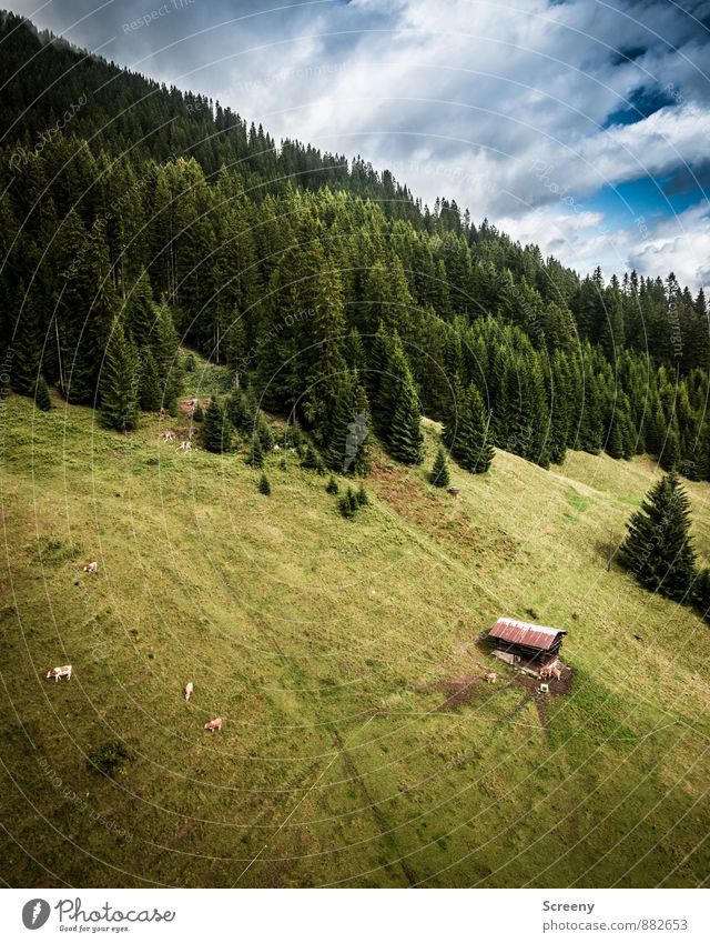 Alm-Über"flug" Ferien & Urlaub & Reisen Tourismus Ausflug Berge u. Gebirge wandern Natur Landschaft Pflanze Tier Himmel Wolken Sommer Baum Wald Hügel Alpen