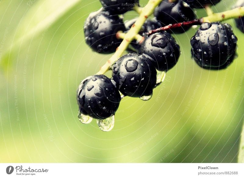 Regentropfen Lebensmittel Frucht Ernährung Landwirtschaft Forstwirtschaft Natur Pflanze Tier Wasser Wassertropfen Sträucher Garten Park Duft fallen Flüssigkeit