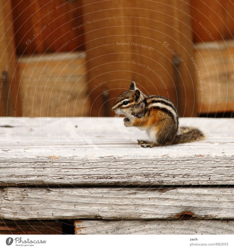 Hörnchen Hütte Garten Tier Wildtier Fell Streifenhörnchen Nagetiere Eichhörnchen 1 sitzen niedlich braun Schwanz Farbfoto Außenaufnahme Menschenleer