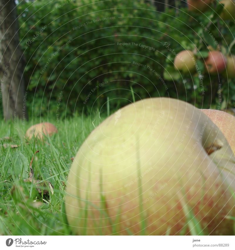 Fallobst Apfelernte rot saftig Gras Apfelbaum Herbst Frucht Garten fallobst