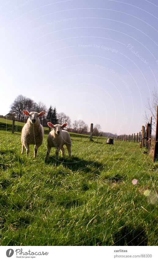 Lammbraten ganz frisch ... Osterlamm Schaf Leineschaf Feste & Feiern Feiertag Familienfeier Tradition süß niedlich unschuldig Neugier 2 Zusammenhalt Frühling