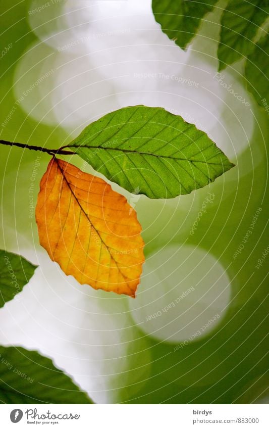 Individualität Sommer Herbst Blatt Buchenblatt Zweig Herbstfärbung Herbstlaub alt leuchten ästhetisch frisch positiv schön gelb grün Beginn Farbe Natur