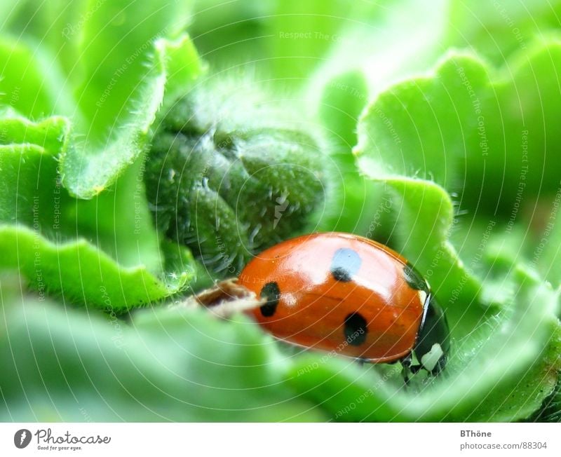 Marientarzan im Blattdschungel Marienkäfer Schiffsbug Siebenpunkt-Marienkäfer rot grün entdecken Wicht Nutztier Insekt Hoffnung ladybug ladybeetle Käfer Glück