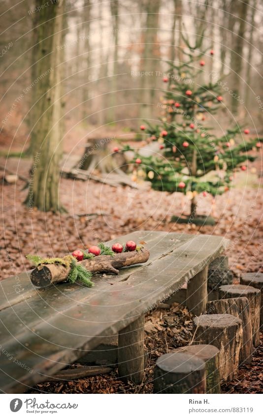 Weihnachten im Zauberwald IV [ bei den Sieben Zwergen] Feste & Feiern Weihnachten & Advent Umwelt Natur Winter Baum Wald Lebensfreude Vorfreude Geborgenheit