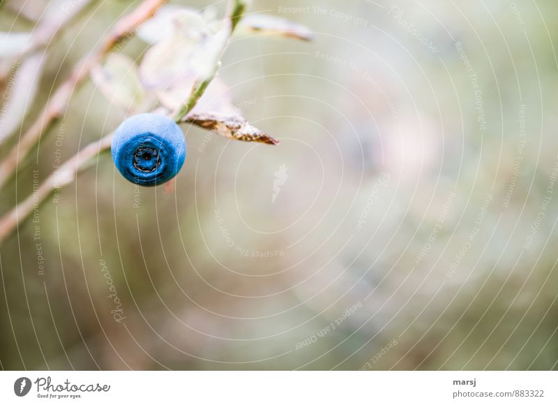 Hoibeeri Natur Herbst Pflanze Sträucher Wildpflanze Blaubeeren Beeren Kugel einfach gut natürlich süß blau einzeln 1 Farbfoto mehrfarbig Außenaufnahme