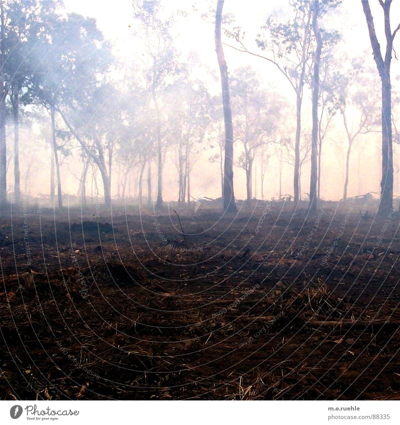 nebel, ein süßes wort. Wald Baum Waldboden Nebel Rauch mystisch Morgen Natur