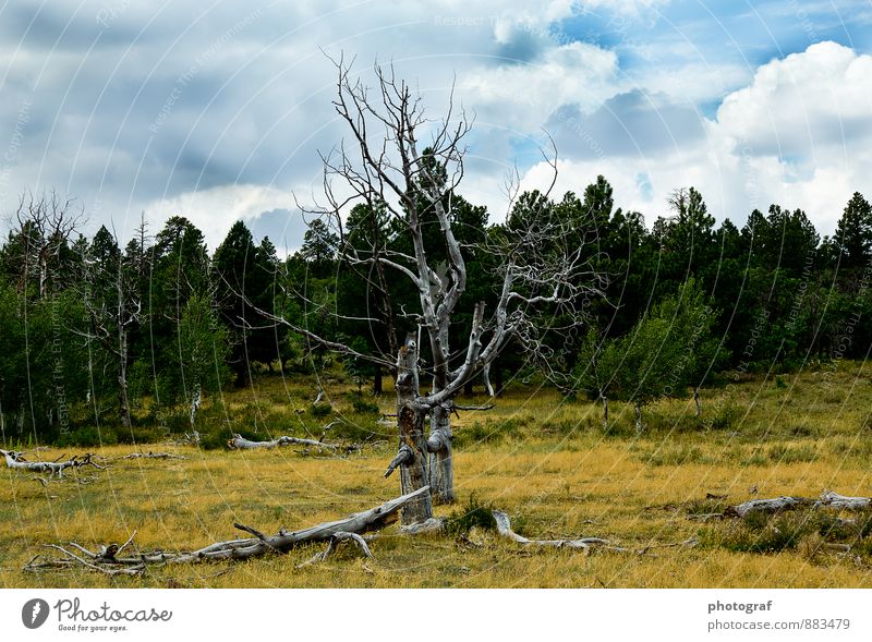 Alter Baum Natur Landschaft Pflanze Tier Erde Feuer Luft Wasser Wind Sturm Regen braun gelb gold grün schwarz Gefühle Stimmung Freude Glück Erotik schön Sex