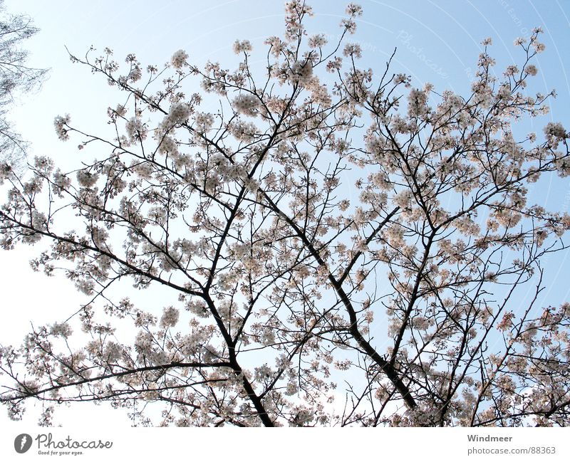 Kirschblüte I Baum Bielefeld Blume Blüte Frühling Kirsche Pflanze rosa springen Himmel Ast cherry flower Blütenknospen Natur tree Zweig