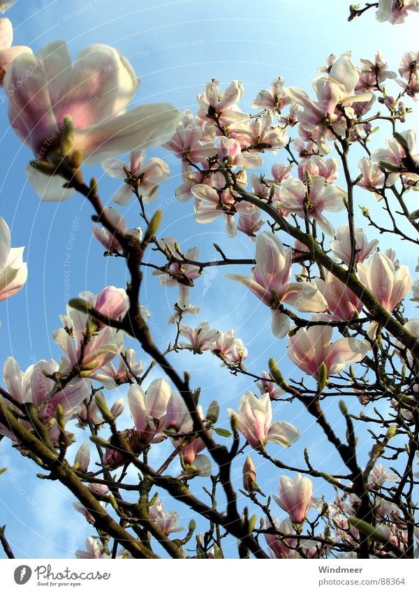 Magnolienbaum Baum Bielefeld Blume Blüte Blütenblatt Frühling Magnoliengewächse Pflanze rosa springen Himmel Ast Blühend easter flower Blütenknospen Natur tree