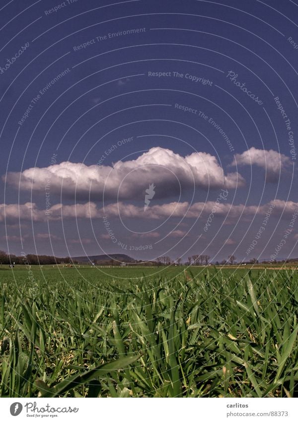 Hingefallen .... Feld Frühling keimen Pflanze Wolken Kohlendioxid Froschperspektive Horizont Wetter stimmt ja garnicht alles gelogen soll nur lustig klingen