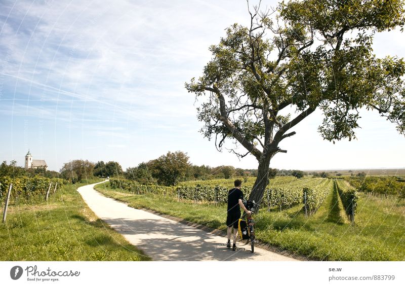 So schön ist der Sommer! Wein Ferien & Urlaub & Reisen Ausflug Ferne Freiheit Fahrradtour Sommerurlaub Sonne Fahrradfahren Junger Mann Jugendliche 1 Mensch