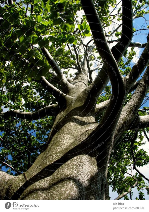 Verzweigung Baum 2 Sächsische Schweiz grün Frühling Umwelt Holz Wachstum Blatt Laubbaum Sommer Baumrinde Kraft Ast Natur Baumstamm hochgewachsen Trieb