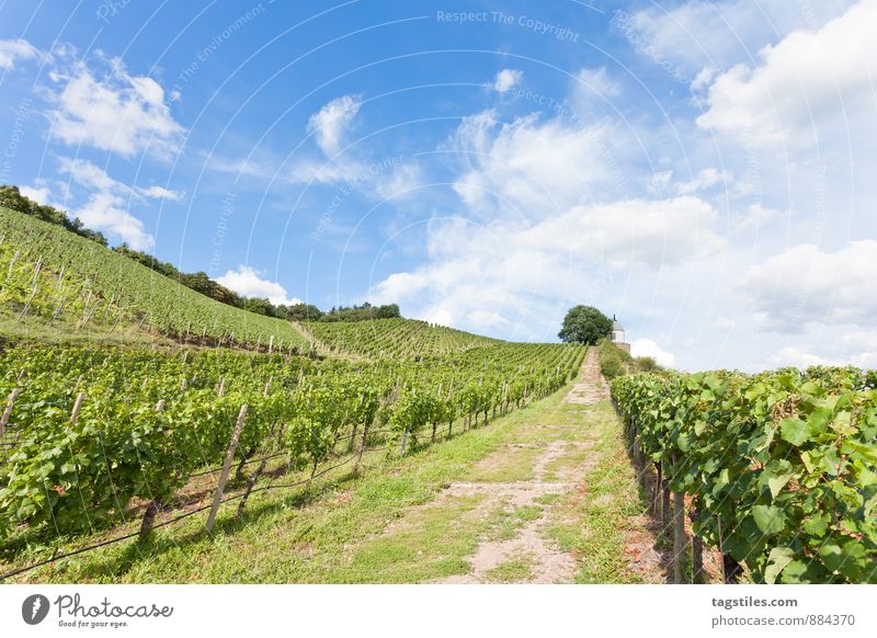 ZUM WOHL Wein Weinbau Winzer Sommeiller Natur Sommer Sonne Sonnenstrahlen Weinberg Himmel Himmel (Jenseits) Postkarte Idylle Tourismus Sachsen Dresden Erholung