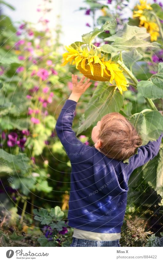 Riesenzwerg Freizeit & Hobby Spielen Garten Mensch Kind Junge 1 3-8 Jahre Kindheit 8-13 Jahre Natur Sommer Herbst Schönes Wetter Blume Blüte Wiese Feld groß