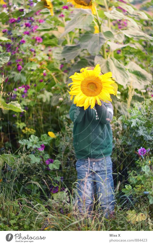 Sonnenschein Freizeit & Hobby Spielen Garten Mensch Kind Kleinkind 1 1-3 Jahre 3-8 Jahre Kindheit Natur Sommer Herbst Blume Blüte Feld Gefühle Stimmung Freude