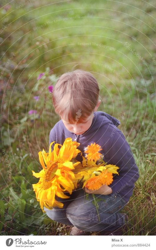 Blumenkind Mensch Kind Kleinkind Junge 1 3-8 Jahre Kindheit 8-13 Jahre Sommer Herbst Schönes Wetter Blüte Wiese sitzen Sonnenblume Blumenstrauß schenken