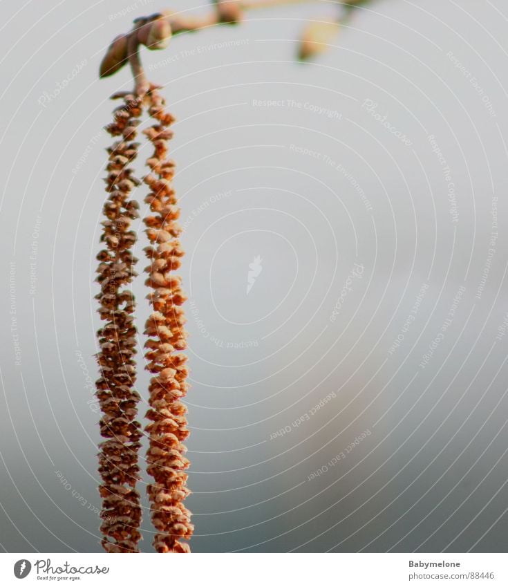 einsamer Haselnuss Frühling Natur Samen