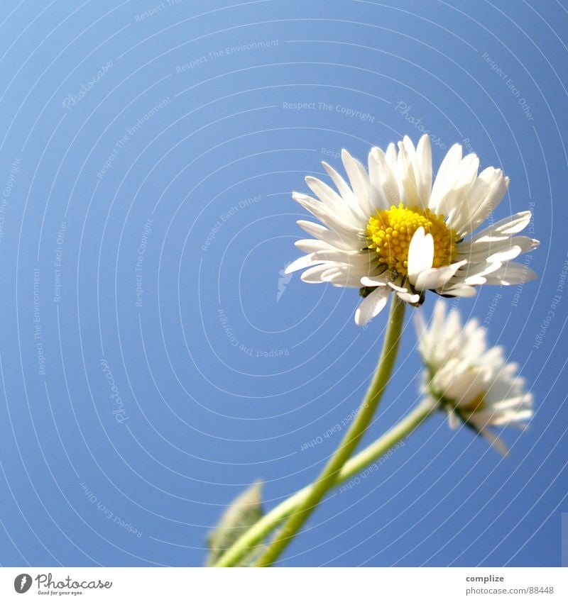 Margerite romantic poster I Blume Frühling Wiese Sommer Pflanze authentisch gelb weiß 2 Einsamkeit Wegsehen Hass Kur Gänseblümchen Wachstum Reifezeit schön Wind