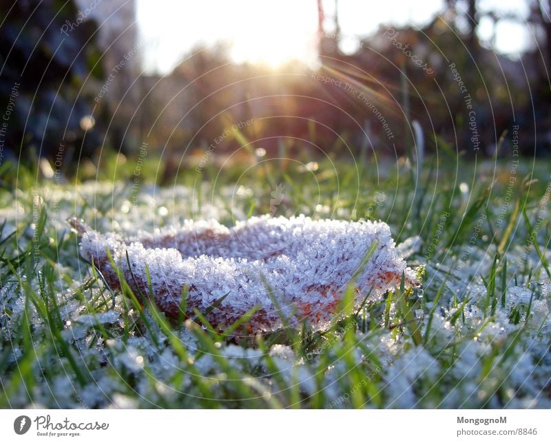 Blatt Gras Raureif Wiese Sonnenstrahlen