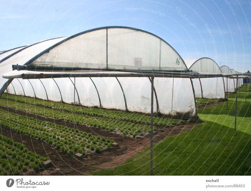 Aufziehn Farbfoto Außenaufnahme Textfreiraum rechts Weitwinkel Gartenarbeit Landwirtschaft Forstwirtschaft Pflanze Nutzpflanze Feld blau grün Gärtnerei