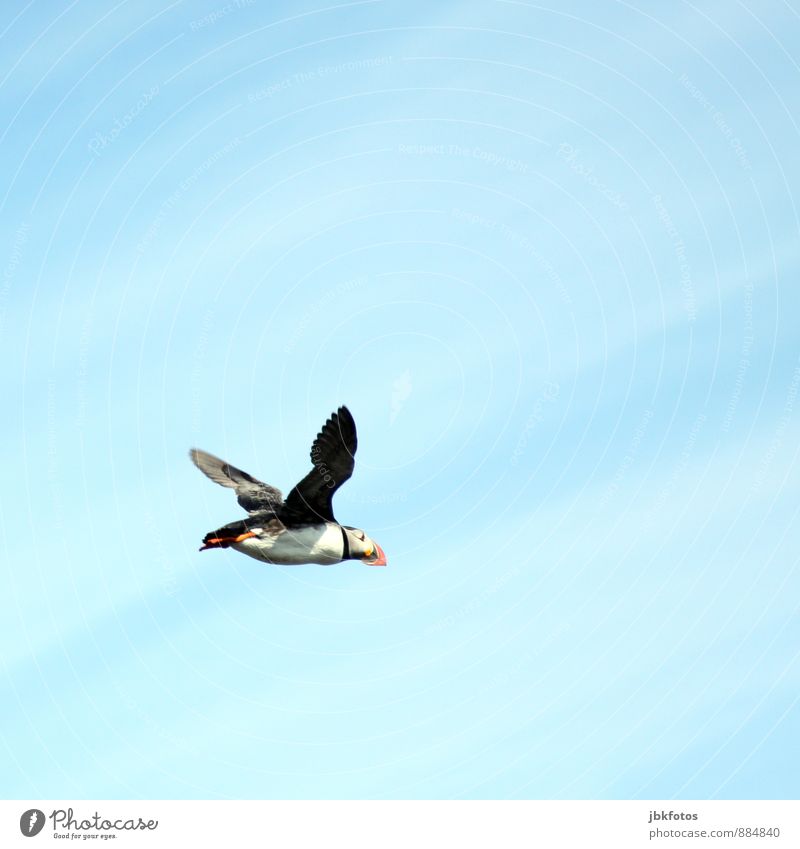 ISLAND / Puffin Umwelt Natur Pflanze Luft Himmel Sommer Insel Island Tier Wildtier Vogel Papageitaucher 1 fliegen frech frei Unendlichkeit lustig natürlich