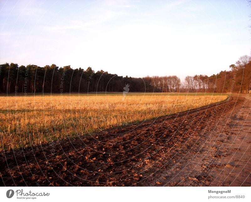 Feldweg Wald Baum Wege & Pfade