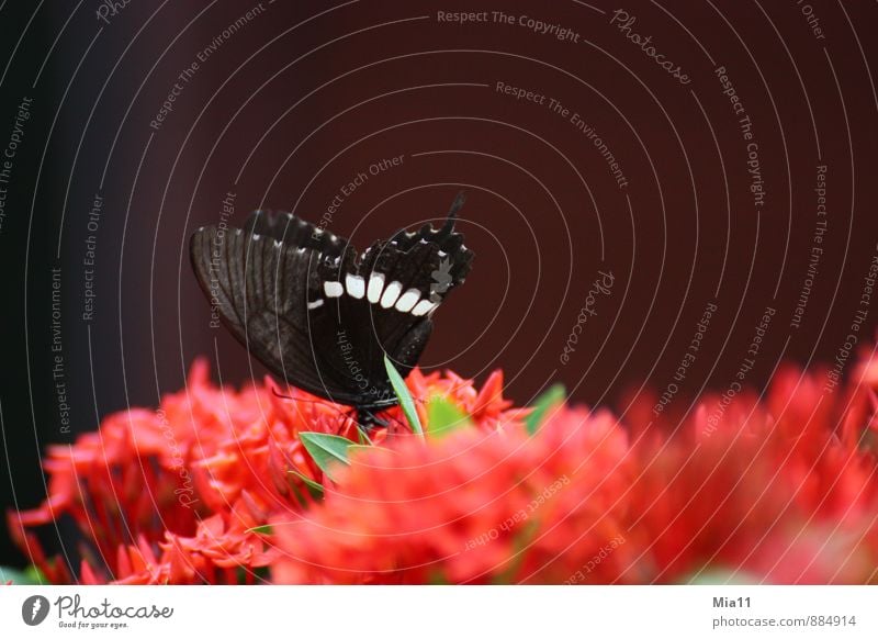 Hunger 2 Natur Pflanze Blume Blüte Tier Schmetterling Flügel 1 fliegen rot schwarz Essen Farbfoto Außenaufnahme Nahaufnahme Textfreiraum oben Tag Sonnenlicht