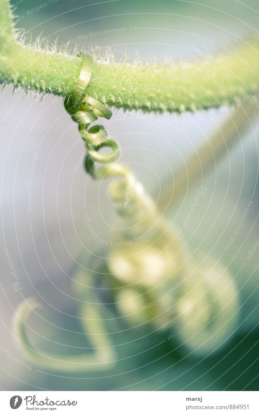 Fest umschlungen Natur Sommer Herbst Pflanze Nutzpflanze Sprossranke Kürbisgewächse natürlich grün haltend festhalten Halt wickeln Farbfoto Gedeckte Farben