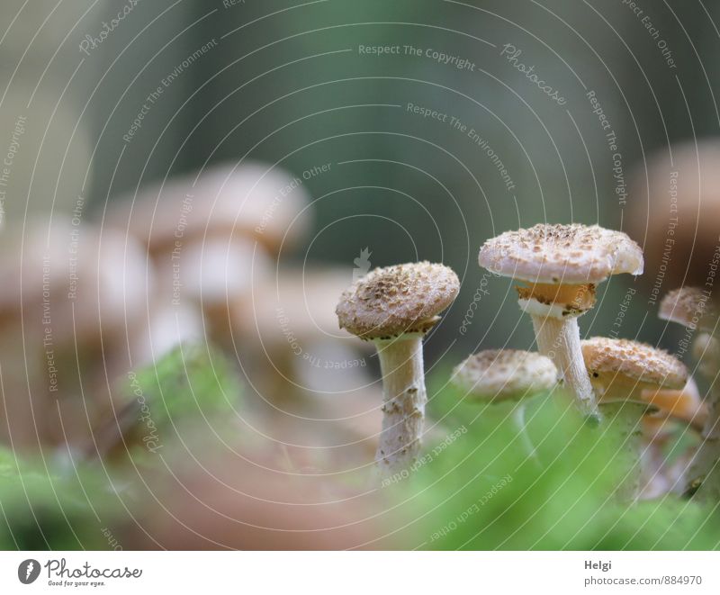 ein paar unter vielen... Umwelt Natur Pflanze Herbst Pilz Hallimasch Wald stehen Wachstum ästhetisch authentisch einzigartig klein natürlich braun grau grün