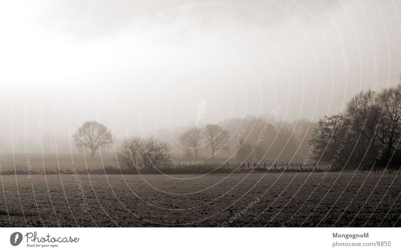 Feld#2 Nebel Baum Wiese Zaun