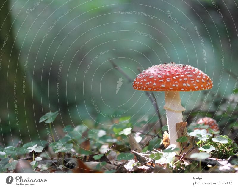 noch ein Rotkäppchen... Umwelt Pflanze Herbst Schönes Wetter Pilz Fliegenpilz Waldboden stehen Wachstum ästhetisch authentisch schön natürlich braun grau grün