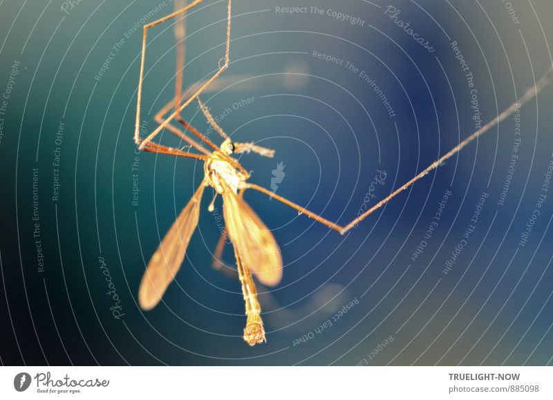 Lichtsucher Tier Fliege Tiergesicht Flügel 1 blau braun gelb grün violett schwarz achtsam Überraschung bizarr Einsamkeit Endzeitstimmung geheimnisvoll skurril