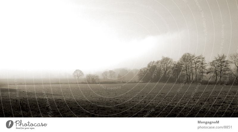 Feld Nebel Baum Wiese Zaun