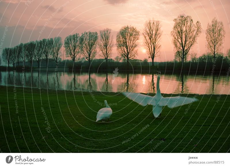 Wichtigtuer II Abenddämmerung Allee ausbreiten Baumreihe Wolken Entenvögel Erholung Flügel Höckerschwan Pappeln Promenade ruhig Schwan See Sonnenuntergang