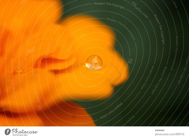 oranger Tropfen Blüte Blume Physik fantastisch Makroaufnahme Nahaufnahme Wasser Wassertropfen Kontrast Wärme