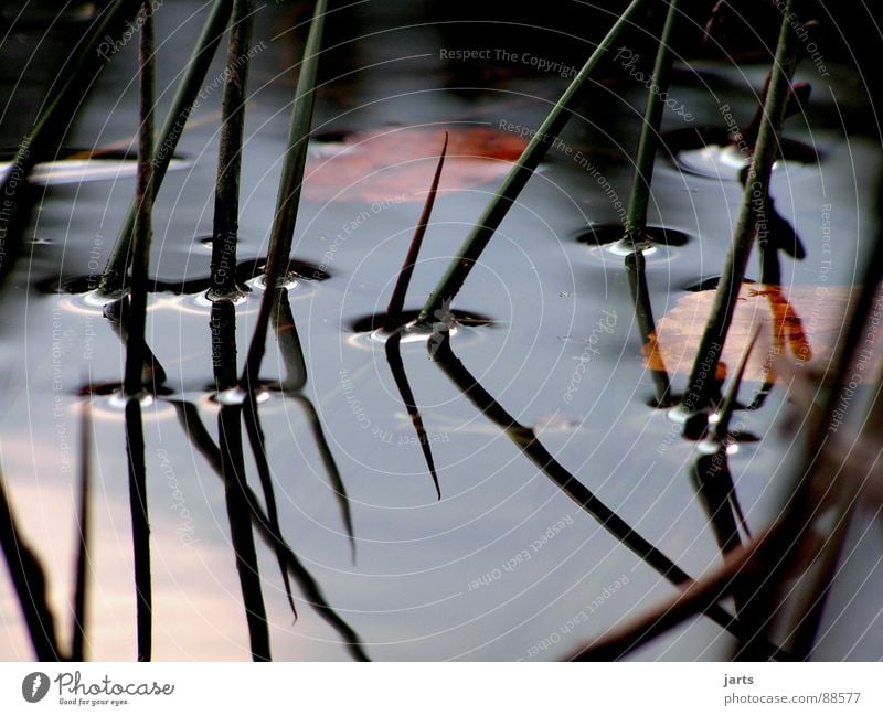 Stille Wasser See Schilfrohr ruhig Reflexion & Spiegelung Einsamkeit träumen Denken Vergänglichkeit Erholung nachdenken jarts