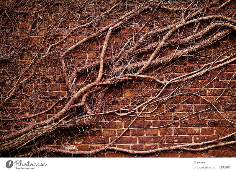 Ränkespiel Mauer Wand Ranke Fassadenbegrünung Efeu Winter diagonal Reifezeit Naturwuchs Pflanze Backstein Macht Wein Knöterich Architektentrost Ast Baumstamm