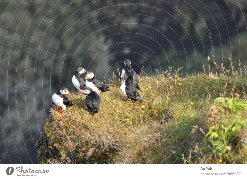 Papageientaucher Südküste Island Natur Landschaft Pflanze Erde Wasser Sommer Schönes Wetter Gras Moos Felsen Küste Felsenklippe Tier Wildtier Vogel