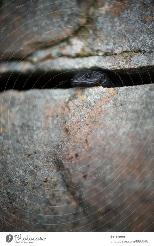 Hi! Ausflug Abenteuer Umwelt Natur Felsen Berge u. Gebirge Tier Wildtier Tiergesicht Echsen 1 beobachten nah natürlich schwarz Farbfoto Außenaufnahme