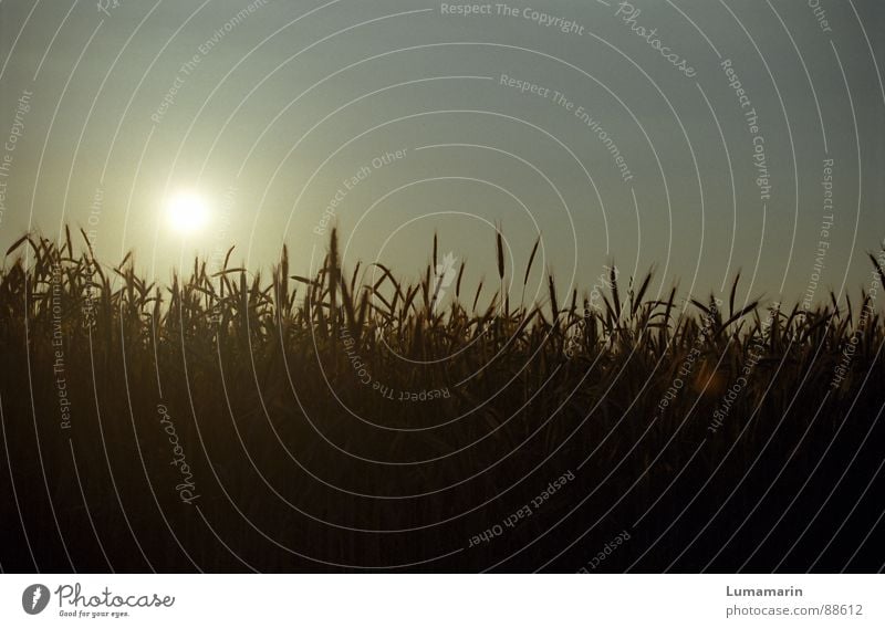 Abendernte Getreide Zufriedenheit Sommer Feld Wachstum Ähren Halm Stengel Sonnenuntergang Zyklus Reifezeit Korn Ernte Farbfoto Außenaufnahme Nahaufnahme