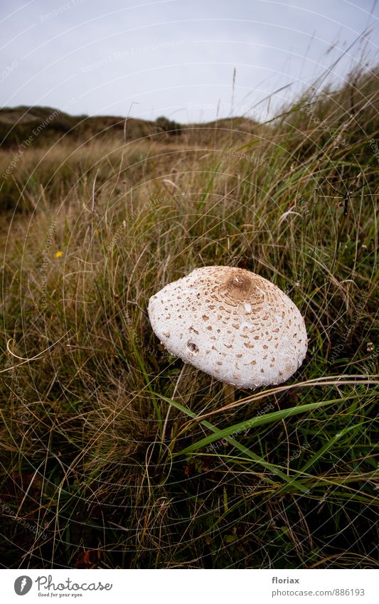 groß & rund & hell Lebensmittel Ernährung Vegetarische Ernährung Gesunde Ernährung Ferien & Urlaub & Reisen Ausflug Umwelt Natur Landschaft Nordsee Erholung