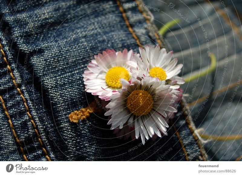 Sträußchen im Knopfloch Gänseblümchen Jacke Blume Frühling Jeansjacke Schmuck Knöpfe verschönern Blüte springen Sommer Bekleidung Jeanshose Schönes Wetter