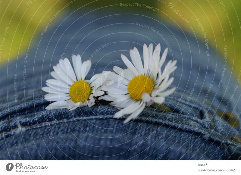 Blüüümchen Blume Sommer Frühling Jahreszeiten weiß gelb grün Blüte Tasche Pflanze Gänseblümchen Minirock Pollen Naht jeansblau Schönes Wetter Physik 2