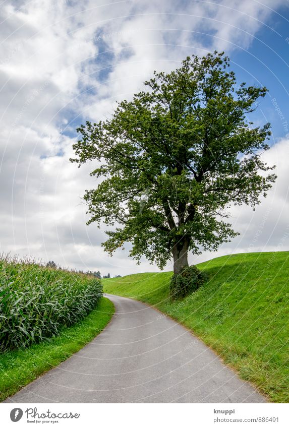 randständig Umwelt Natur Landschaft Himmel Wolken Sonnenlicht Sommer Klimawandel Schönes Wetter Regen Pflanze Baum Gras Blatt Nutzpflanze Wildpflanze Feld Hügel