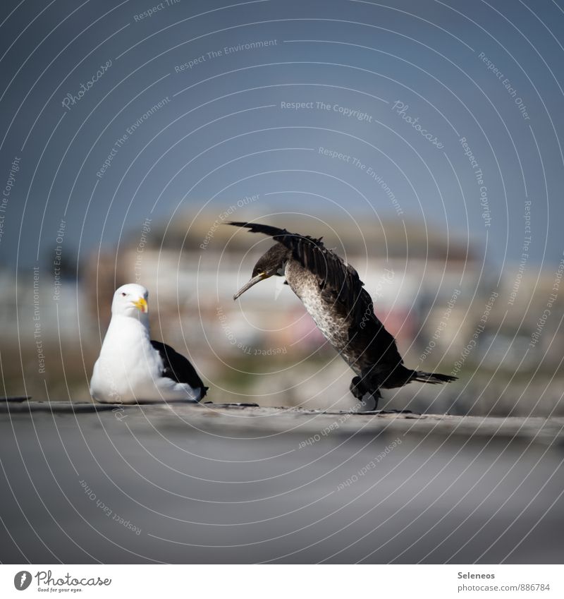 Attacke! Ferien & Urlaub & Reisen Tourismus Abenteuer Umwelt Natur Wolkenloser Himmel Hafen Tier Wildtier Vogel Möwe Möwenvögel Kormoran 2 Erholung Tanzen